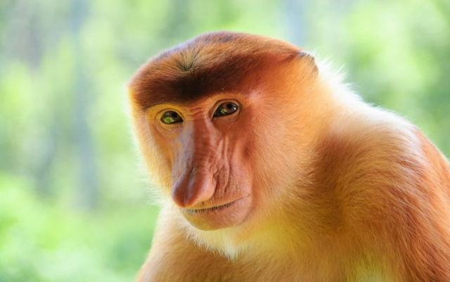 Gentle Proboscis #Monkeys of #Borneo are famous for their long noses. Until recently the reasons why baffled scientists, not anymore! They're threatened by #palmoil #deforestation. You can help when you Boycottpalmoil #Boycott4Wildlife @palmoildetect.bsky.social https://wp.me/pcFhgU-5G6?utm_source=mastodon&utm_medium=Palm+Oil+Detectives&utm_campaign=publer
