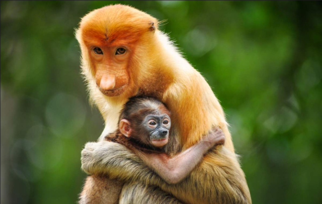 Gentle Proboscis #Monkeys of #Borneo are famous for their long noses. Until recently the reasons why baffled scientists, not anymore! They're threatened by #palmoil #deforestation. You can help when you Boycottpalmoil #Boycott4Wildlife @palmoildetect.bsky.social https://wp.me/pcFhgU-5G6?utm_source=mastodon&utm_medium=Palm+Oil+Detectives&utm_campaign=publer