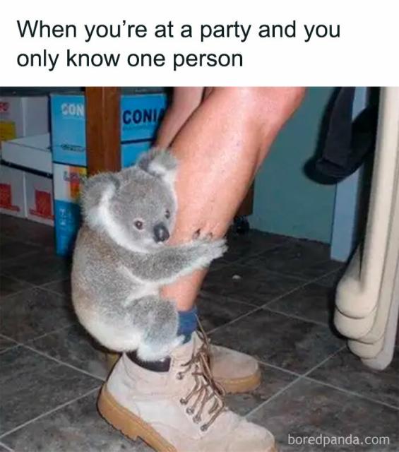 koala