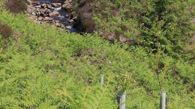 A bracken-filled moorland over a river. The area is close to the first photograph, but in this image there are trees growing out of the tubes as long, thin lifeforms.