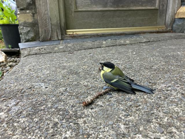 Photo of a juvenile great tit resting on the ground after stunning themselves by flying into a window. They appear to be perched on a twig that is lying on the concrete in front of a wooden door.