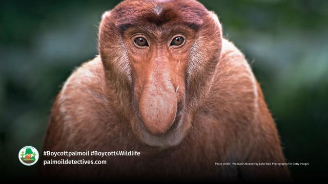 Widespread #PalmOil #Deforestation 🌴🚜🔥 is pressuring Proboscis #Monkeys 🐒🐵 and Silvery Lutungs to have hybrid offspring. This unusual behaviour has researchers worried. Help irreplaceable monkeys survive! #Boycottpalmoil 🌴🩸☠️🚫 #Boycott4Wildlife https://palmoildetectives.com/2022/08/18/a-mystery-monkey-in-borneo-may-be-a-rare-hybrid-between-a-proboscis-monkey-and-silvery-lutung/?utm_source=mastodon&utm_medium=Palm+Oil+Detectives&utm_campaign=publer 