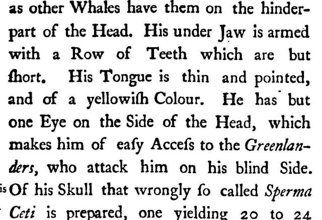 Passage from A Description of Greenland, 1745:
as other Whales have them on the hinder-part of the Head. His under Jaw is armed with a Row of Teeth which are but short, His Tongue is thin and pointed, and of a yellowish Colour. He has but one Eye on the Side of the Head, which makes him of easy Access to the Greenlanders, who attack him on his blind Side. Of his Skull that wrongly so called Spermaceti is prepared