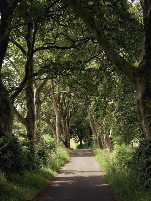 A beautiful beech-lined lane where the arching canopy of branches leads the eye down the single track road toward a dark, silhouetted tree in the distance 