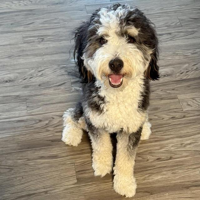 A happy bernedoodle 