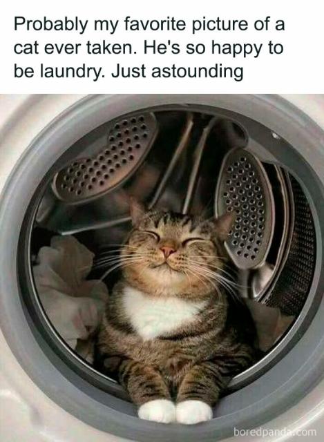 cat laundry