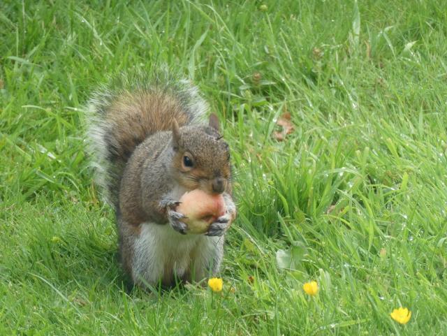 Photo of a small grey squirrel sitting on a grassy lawn by a couple of buttercups. They are clutching in their little hands a small donut peach (damaged in the fall from my tree) and which they are biting into, their nose wrinkled.