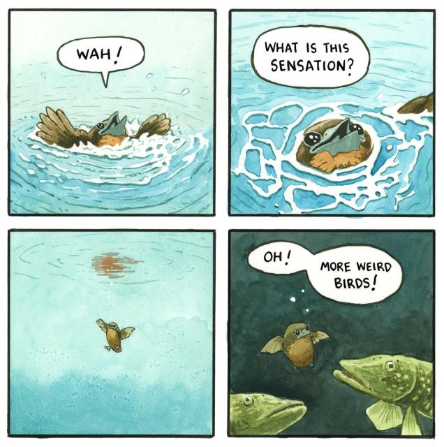 "Wah!" screams Fledgling, splashing on the surface of the pond. "What is this sensation?" she thinks to herself as she sinks lower. She slips under the surface, bubbles of air rising. She looks down to the dark bottom and sees two fish inspecting her. "Oh!," she thinks "more weird birds!"