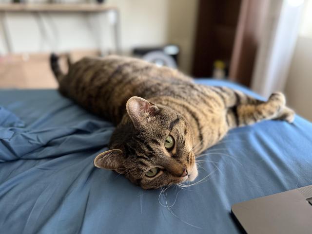 A green eyed, brown and black striped tabby cat laying on his side. His face is very close to the camera 