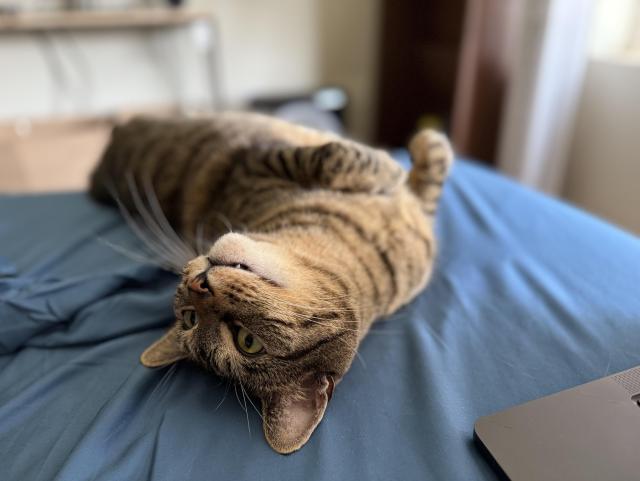 A brown and black striped tabby cat, laying on his side but his head is fully upside down. The tips of two teeth are showing 