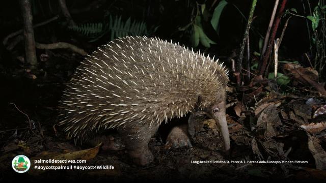 Part of an ancient group of egg-laying monotreme #mammals, Attenborough Long-Beaked #Echidnas of #WestPapua are critically endangered. Fight for their survival when you shop and #Boycottpalmoil #Boycott4Wildlife @palmoildetect.bsky.social https://wp.me/pcFhgU-7Qj?utm_source=mastodon&utm_medium=Palm+Oil+Detectives&utm_campaign=publer