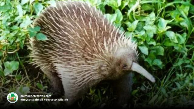 Part of an ancient group of egg-laying monotreme #mammals, Attenborough Long-Beaked #Echidnas of #WestPapua are critically endangered. Fight for their survival when you shop and #Boycottpalmoil #Boycott4Wildlife @palmoildetect.bsky.social https://wp.me/pcFhgU-7Qj?utm_source=mastodon&utm_medium=Palm+Oil+Detectives&utm_campaign=publer