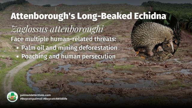 Part of an ancient group of egg-laying monotreme #mammals, Attenborough Long-Beaked #Echidnas of #WestPapua are critically endangered. Fight for their survival when you shop and #Boycottpalmoil #Boycott4Wildlife @palmoildetect.bsky.social https://wp.me/pcFhgU-7Qj?utm_source=mastodon&utm_medium=Palm+Oil+Detectives&utm_campaign=publer
