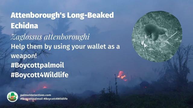 Part of an ancient group of egg-laying monotreme #mammals, Attenborough Long-Beaked #Echidnas of #WestPapua are critically endangered. Fight for their survival when you shop and #Boycottpalmoil #Boycott4Wildlife @palmoildetect.bsky.social https://wp.me/pcFhgU-7Qj?utm_source=mastodon&utm_medium=Palm+Oil+Detectives&utm_campaign=publer