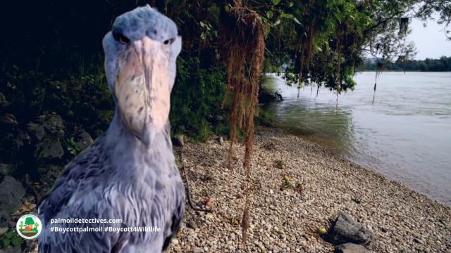 The #Shoebill is a magnificent and gentle big bird 🕊️🦤 with an unnerving stare 👀 There are only 8000 left alive in #DRC, #Uganda #Africa. Vulnerable from #palmoil #deforestation, #hunting and more. Fight for them! #Boycottpalmoil 🌴🚫 #Boycott4Wildlife https://palmoildetectives.com/2023/09/10/shoebill-balaeniceps-rex/?utm_source=mastodon&utm_medium=Palm+Oil+Detectives&utm_campaign=publer 