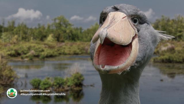 The #Shoebill is a magnificent and gentle big bird 🕊️🦤 with an unnerving stare 👀 There are only 8000 left alive in #DRC, #Uganda #Africa. Vulnerable from #palmoil #deforestation, #hunting and more. Fight for them! #Boycottpalmoil 🌴🚫 #Boycott4Wildlife https://palmoildetectives.com/2023/09/10/shoebill-balaeniceps-rex/?utm_source=mastodon&utm_medium=Palm+Oil+Detectives&utm_campaign=publer 
