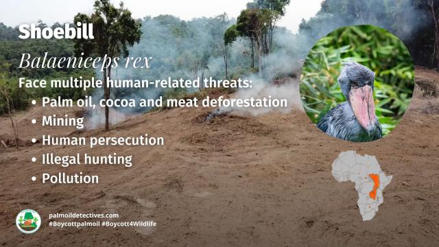 The #Shoebill is a magnificent and gentle big bird 🕊️🦤 with an unnerving stare 👀 There are only 8000 left alive in #DRC, #Uganda #Africa. Vulnerable from #palmoil #deforestation, #hunting and more. Fight for them! #Boycottpalmoil 🌴🚫 #Boycott4Wildlife https://palmoildetectives.com/2023/09/10/shoebill-balaeniceps-rex/?utm_source=mastodon&utm_medium=Palm+Oil+Detectives&utm_campaign=publer 
