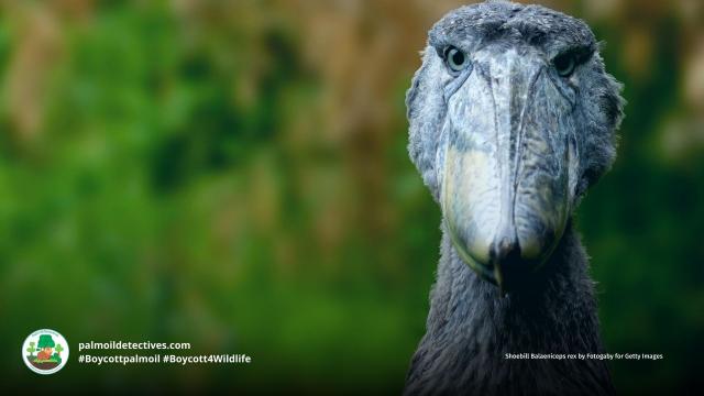 The #Shoebill is a magnificent and gentle big bird 🕊️🦤 with an unnerving stare 👀 There are only 8000 left alive in #DRC, #Uganda #Africa. Vulnerable from #palmoil #deforestation, #hunting and more. Fight for them! #Boycottpalmoil 🌴🚫 #Boycott4Wildlife https://palmoildetectives.com/2023/09/10/shoebill-balaeniceps-rex/?utm_source=mastodon&utm_medium=Palm+Oil+Detectives&utm_campaign=publer 