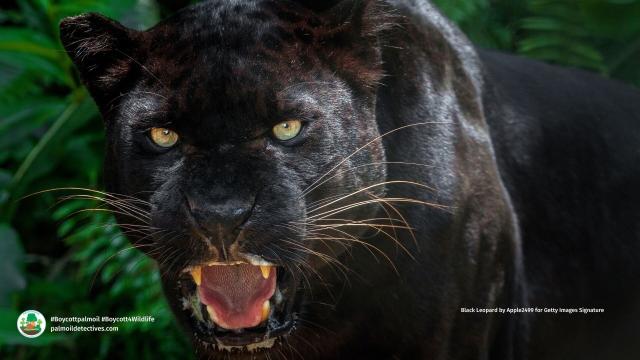 DYK Black #leopards 🐆🐈‍⬛🖤 only differ from other leopards by the colour of their coat, a genetic variation known as #melanism. A major threat is #palmoil #deforestation. Help them and #Boycottpalmoil #Boycott4Wildlife in the supermarket @palmoildetect https://palmoildetectives.com/2021/07/28/the-why-what-and-where-of-the-worlds-black-leopards/?utm_source=mastodon&utm_medium=Palm+Oil+Detectives&utm_campaign=publer