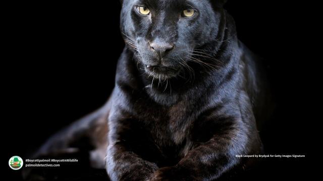 DYK Black #leopards 🐆🐈‍⬛🖤 only differ from other leopards by the colour of their coat, a genetic variation known as #melanism. A major threat is #palmoil #deforestation. Help them and #Boycottpalmoil #Boycott4Wildlife in the supermarket @palmoildetect https://palmoildetectives.com/2021/07/28/the-why-what-and-where-of-the-worlds-black-leopards/?utm_source=mastodon&utm_medium=Palm+Oil+Detectives&utm_campaign=publer