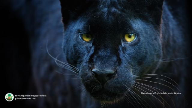 DYK Black #leopards 🐆🐈‍⬛🖤 only differ from other leopards by the colour of their coat, a genetic variation known as #melanism. A major threat is #palmoil #deforestation. Help them and #Boycottpalmoil #Boycott4Wildlife in the supermarket @palmoildetect https://palmoildetectives.com/2021/07/28/the-why-what-and-where-of-the-worlds-black-leopards/?utm_source=mastodon&utm_medium=Palm+Oil+Detectives&utm_campaign=publer