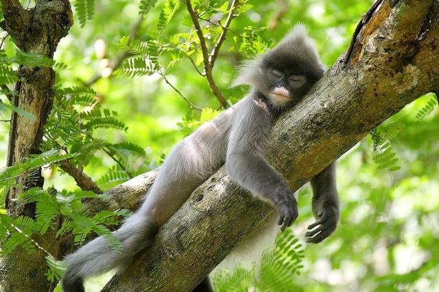 Known as ‘Chasma Bandar’ for their beautiful spectacled eyes 👓🐵🐒 Phayre’s leaf monkeys are a distinctive #monkey in #India 🇮🇳 #Bangladesh 🇧🇩, #endangered by #palmoil #deforestation 🌴🔥🚫 Fight for them! #Boycottpalmoil #Boycott4Wildlife @palmoildetect https://wp.me/pcFhgU-95q?utm_source=mastodon&utm_medium=Palm+Oil+Detectives&utm_campaign=publer

