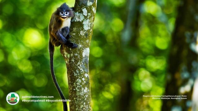 Known as ‘Chasma Bandar’ for their beautiful spectacled eyes 👓🐵🐒 Phayre’s leaf monkeys are a distinctive #monkey in #India 🇮🇳 #Bangladesh 🇧🇩, #endangered by #palmoil #deforestation 🌴🔥🚫 Fight for them! #Boycottpalmoil #Boycott4Wildlife @palmoildetect https://wp.me/pcFhgU-95q?utm_source=mastodon&utm_medium=Palm+Oil+Detectives&utm_campaign=publer

