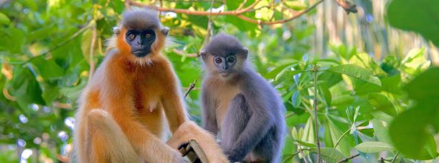 Known as ‘Chasma Bandar’ for their beautiful spectacled eyes 👓🐵🐒 Phayre’s leaf monkeys are a distinctive #monkey in #India 🇮🇳 #Bangladesh 🇧🇩, #endangered by #palmoil #deforestation 🌴🔥🚫 Fight for them! #Boycottpalmoil #Boycott4Wildlife @palmoildetect https://wp.me/pcFhgU-95q?utm_source=mastodon&utm_medium=Palm+Oil+Detectives&utm_campaign=publer

