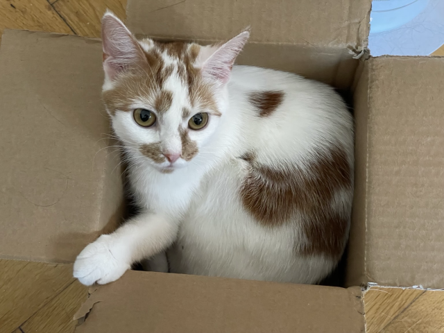 A white cat with orange patches and a pink nose (Peaches), looking very cute inside a cardboard box.