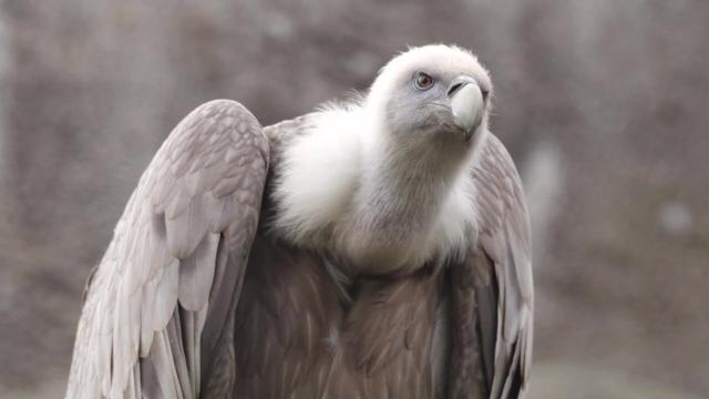 The blue-beaked Rüppell’s #Vulture 🦅🪽😿 can soar to the height of a commercial plane. They're critically endangered in #Africa from #palmoil #deforestation and human persecution. #Boycottpalmoil 🌴🪔🩸🔥🧐🙊⛔️ Help them! #Boycott4Wildlife @palmoildetect https://wp.me/pcFhgU-Ql?utm_source=mastodon&utm_medium=Palm+Oil+Detectives&utm_campaign=publer 