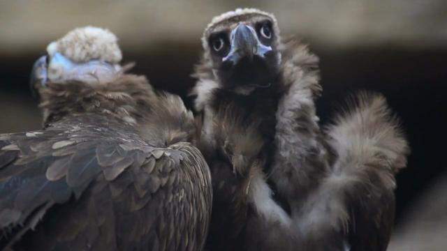 The blue-beaked Rüppell’s #Vulture 🦅🪽😿 can soar to the height of a commercial plane. They're critically endangered in #Africa from #palmoil #deforestation and human persecution. #Boycottpalmoil 🌴🪔🩸🔥🧐🙊⛔️ Help them! #Boycott4Wildlife @palmoildetect https://wp.me/pcFhgU-Ql?utm_source=mastodon&utm_medium=Palm+Oil+Detectives&utm_campaign=publer 