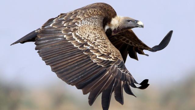 The blue-beaked Rüppell’s #Vulture 🦅🪽😿 can soar to the height of a commercial plane. They're critically endangered in #Africa from #palmoil #deforestation and human persecution. #Boycottpalmoil 🌴🪔🩸🔥🧐🙊⛔️ Help them! #Boycott4Wildlife @palmoildetect https://wp.me/pcFhgU-Ql?utm_source=mastodon&utm_medium=Palm+Oil+Detectives&utm_campaign=publer 