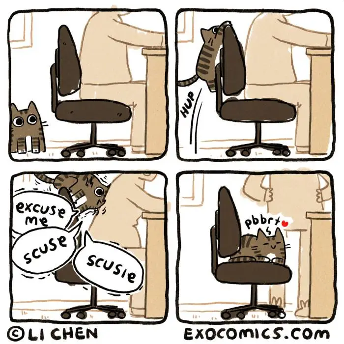 cat chair