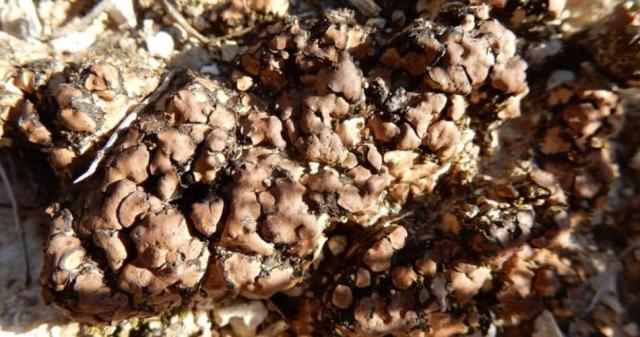 close-up photo of a brown crust of lichen growing on a dry rock 