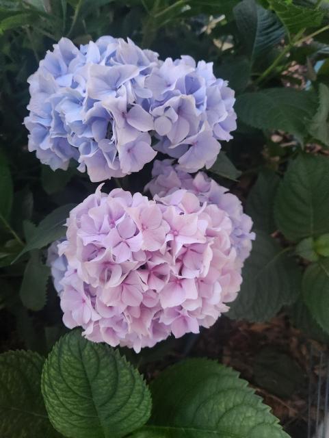 Purple hydrangea