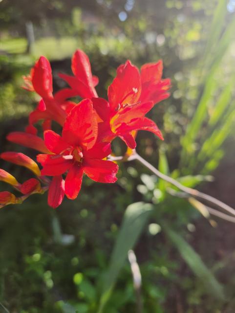 Closeup of a red crocosmia