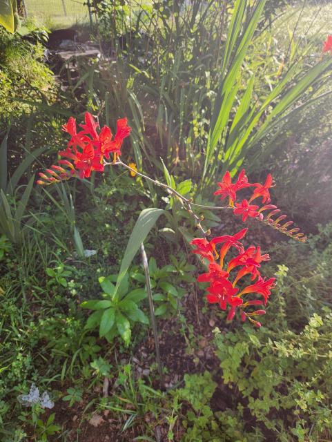 Three red blooms on a crocosmia