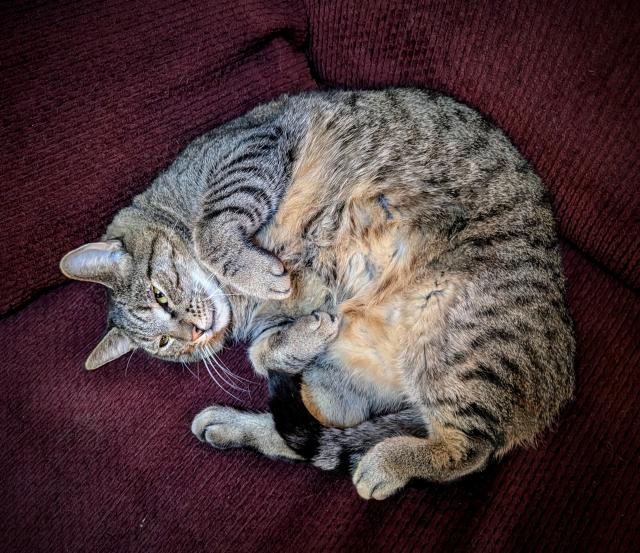 A gray tabby cat with brown markings on his belly lying on his side on a red fabric couch.