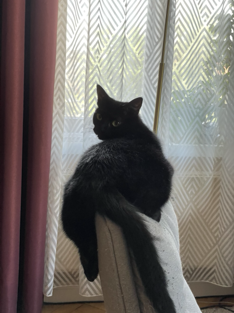 A black cat (Jiji) with his big bottom facing the viewer, sprawled across the back of a chair. 