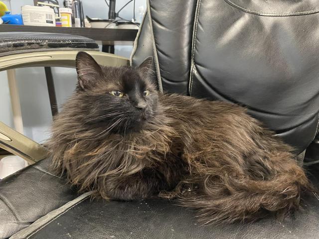My long haired black cat Penguin in my office chair. She has a reddish-brown tint to her, and is a chair thief.