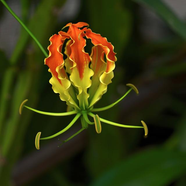 A brightly colored flower with wavy, flame-like petals in orange, yellow, and green hues. The flower features elongated petals that curl at the tips, surrounded by green foliage.