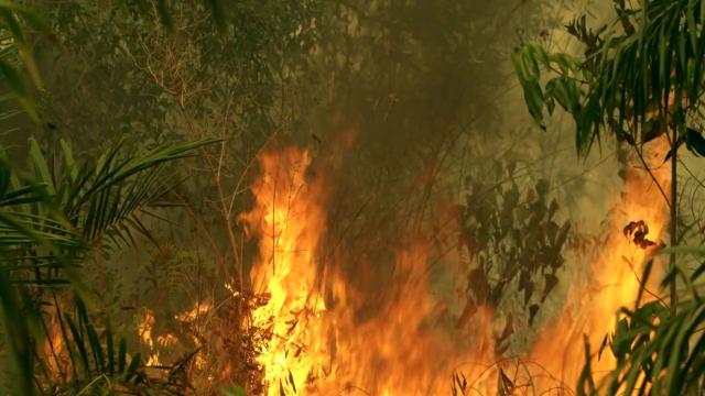 Humans can learn to develop a 'slow memory' to understand the slow-moving but real threat of #animal #extinction. Fight back against extinction, be #Vegan 🍉🍎🧄🥦 and #BoycottPalmOil 🌴🩸💀🙊🧐⛔️ #Boycott4Wildlife in the supermarket @palmoildetect https://palmoildetectives.com/2023/11/19/climate-and-extinction-crises-move-too-slowly-for-us-to-pay-attention-heres-the-answer/?utm_source=mastodon&utm_medium=Palm+Oil+Detectives&utm_campaign=publer