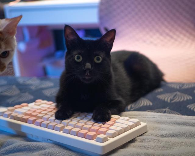 A black cat (Jiji) looking very goofy with his front paws on top of a white keyboard with pink keys. Out of frame, his sister, Peaches, is peeking in.