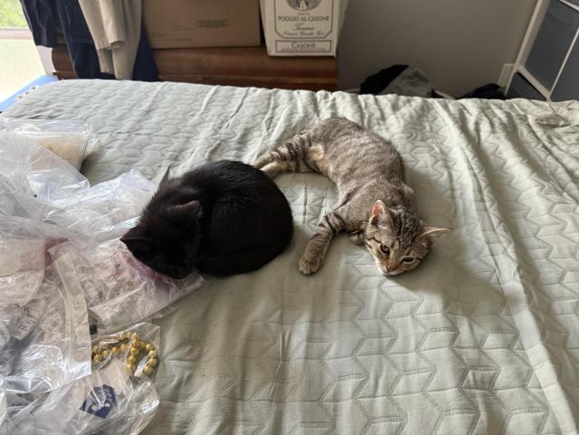 Two kitties resting on a bed after much joyous playing: Sesame (a black kitten) and Peach (a grey tabby). 