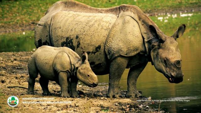 #Palmoil cultivation in #India's 🇮🇳🪷 north east is devastating natural #ecology with increased human-animal conflicts and #ecocide leaving people, forests and animals at risk #Boycottpalmoil #Boycott4Wildlife 🌴🪔🩸🧐🙊⛔️ @palmoildetect https://palmoildetectives.com/2023/06/07/indias-palm-oil-push-leaves-northeast-indian-farmers-forests-and-animals-at-risk/?utm_source=mastodon&utm_medium=Palm+Oil+Detectives&utm_campaign=publer