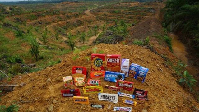 #Palmoil cultivation in #India's 🇮🇳🪷 north east is devastating natural #ecology with increased human-animal conflicts and #ecocide leaving people, forests and animals at risk #Boycottpalmoil #Boycott4Wildlife 🌴🪔🩸🧐🙊⛔️ @palmoildetect https://palmoildetectives.com/2023/06/07/indias-palm-oil-push-leaves-northeast-indian-farmers-forests-and-animals-at-risk/?utm_source=mastodon&utm_medium=Palm+Oil+Detectives&utm_campaign=publer