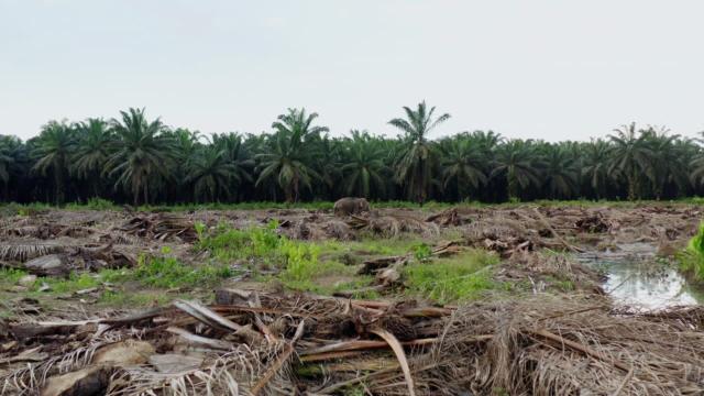 #Palmoil cultivation in #India's 🇮🇳🪷 north east is devastating natural #ecology with increased human-animal conflicts and #ecocide leaving people, forests and animals at risk #Boycottpalmoil #Boycott4Wildlife 🌴🪔🩸🧐🙊⛔️ @palmoildetect https://palmoildetectives.com/2023/06/07/indias-palm-oil-push-leaves-northeast-indian-farmers-forests-and-animals-at-risk/?utm_source=mastodon&utm_medium=Palm+Oil+Detectives&utm_campaign=publer