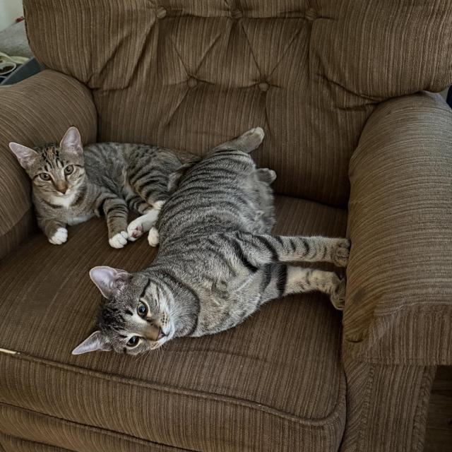 Two kittens in a large recliner. They are both tabbies. The one on the left has white paws (her name is Whiteclaw). The one on the right is bigger. He is ChadMo.