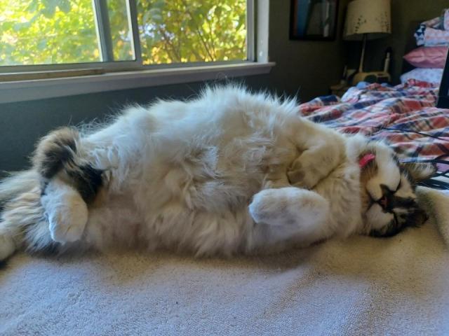 Photo of the fluffiest cat you can even imagine rolled onto her side to expose a vast expanse of luxurious tummy. She is a white and tabby Maine Coon. 