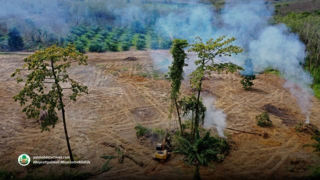 #News:  #Study using satellite data & #AI uncovers with much more precision what’s driving #deforestation in #Cameroon— main causes identified!  #BoycottPalmOil #Boycott4Wildlife 🔥 @palmoildetect https://www.sciencedirect.com/science/article/pii/S235293852500206X?utm_source=mastodon&utm_medium=Palm+Oil+Detectives&utm_campaign=publer